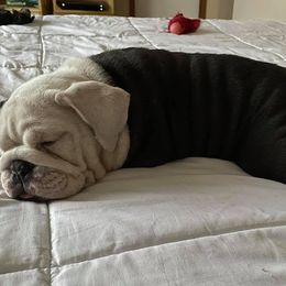 Bulldogs from Momma Bear’s bulldogs