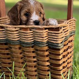 "AbbyRose" Cavapoo Puppies from Southern Charm Cavapoos