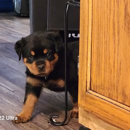 Rottweiler Puppies from Michelle Nicholson