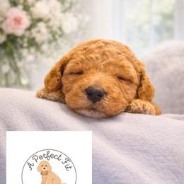 Denver - Apricot male Goldendoodle puppy in Lake Charles, Louisiana from Perfect Fit Poodles & Doodles