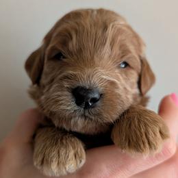 Blue - Red  male Goldendoodle puppy in Midland, North Carolina from Alger Farm, LLC