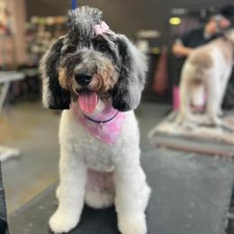 Sadie - Poodle