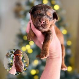 August (choc sable) - Sable male Bernedoodle puppy in Wamego, Kansas from Doodles of Oz