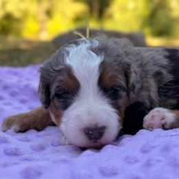 Gwen - Merle female Bernedoodle puppy in Sandy, Oregon from MC Doodles