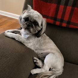Savannah - Shih Tzu
