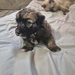 Pumba - Merle male Shichon puppy in Pacolet, South Carolina from Kelli's Kennels