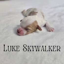 Luke - White male Cavapoo puppy in South Jordan, Utah from Lucky Doodle Pups