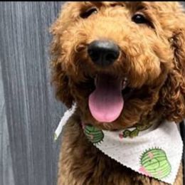 Goldendoodles from Lincoln Goldendoodles