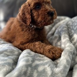 Poodle Puppies from Country Sundance Poodles