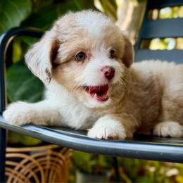 Diva - Red tri-color female Aussiedoodle puppy in Los Angeles, California from LA’s Favorite Puppies