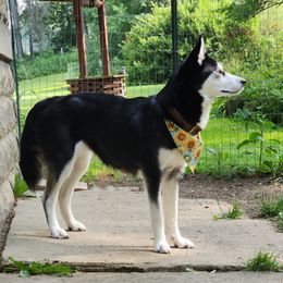 Harley - Siberian Husky
