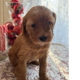 Bernedoodles from Greene Tree Bernadoodle