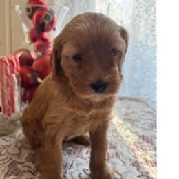 Bernedoodles from Greene Tree Bernadoodle