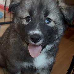 Native American Indian Dog Puppies from Turtle Island NAIDs
