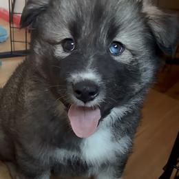 Native American Indian Dog Puppies from Turtle Island NAIDs