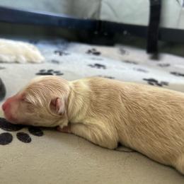 Hummus - White and gold male Border Collie puppy in Franklin, Maine from Broad Meadow Borders