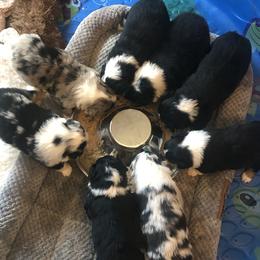 Miniature Australian Shepherd puppies from Kathy Doehler