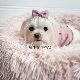 Fiona - White female Maltese puppy in Tampa, Florida from Petite Pawz