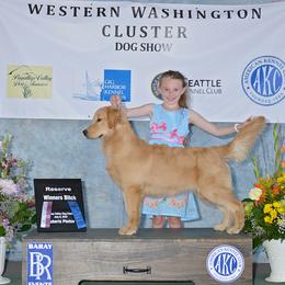 Golden Retriever Puppies from DoubleTake Goldens