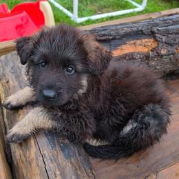 Lantern - Black and red male German Shepherd puppy in Columbus, Indiana from Stony Lonesome GSD
