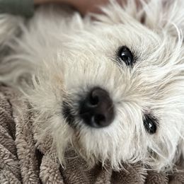 Bernedoodles, Bernese Mountain Dogs, Cockapoos, Goldendoodles, Poodles, and West Highland White Terriers from Kallams Bernedoodles & Bernese Mountain Dogs