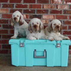 Clumber Spaniel Puppies from Rainsway Clumber Spaniels