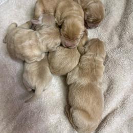 Boy 2 - Golden male Golden Retriever puppy in Tonasket, Washington from Denzil’s Goldens