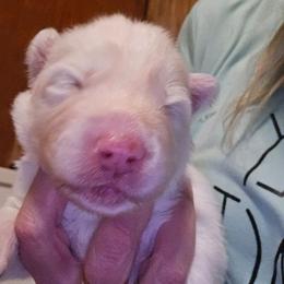 Purple girl - White female Siberian Husky puppy in Quincy, Illinois from Boden Breeding