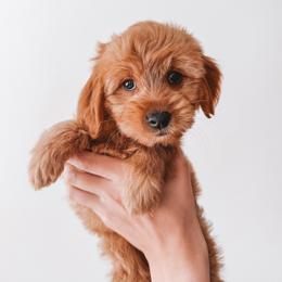 Maple (Cream) - Red  female Goldendoodle puppy in Beaverton, Oregon from Henry Elliots
