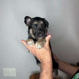 Lola - Black and tan female German Shepherd puppy in Florida from Best Shepherds