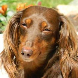Dachshund All Grown Up from Proud Lake Dachshunds