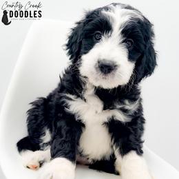 Monroe - female Australian Mountain Doodle puppy in Tipton, Indiana from Country Creek Doodles