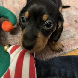 Dachshund Puppies from Salchi Dog miniature dachshunds