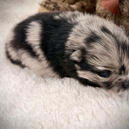 Togo - Blue merle male Pomeranian puppy in Sherman, Texas from Wynter Wonderland Poms
