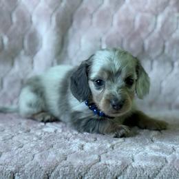 Izac - Dapple male Dachshund puppy in Lincoln, Arkansas from Red Dirt Dachshunds