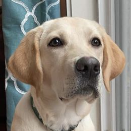 Labrador Retrievers from Loving Heart Labs