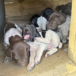 German Shorthaired Pointer Puppies from Red Hills GSPs