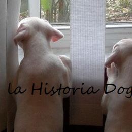 Dogo Argentino Puppies from La Historia Dogo