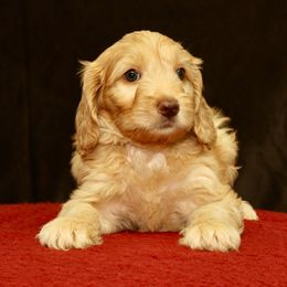 Anna - Caramel female Australian Labradoodle puppy in Stanwood, Washington from Victoria Creek Australian Labradoodles