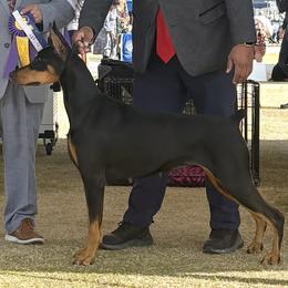 Nova - Black and rust female Doberman Pinscher puppy in Phoenix, Arizona from Mystical Doberman Pinchers