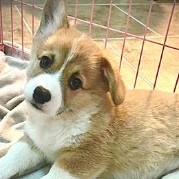 Pepperoni/Beans - Pembroke Welsh Corgi puppy from Corgipuppystore