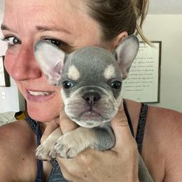 Doc - Blue fawn male French Bulldog puppy in Rathdrum, Idaho from Smart Pomskies and Frenchies