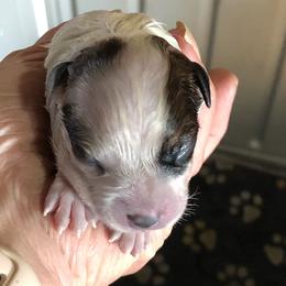 L65-06 - Red speckled female Australian Cattle Dog puppy in Sheridan, Oregon from 6pk Cattledogs
