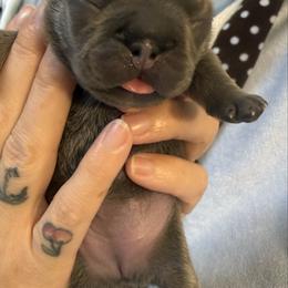 Girl 2 - Blue fawn female French Bulldog puppy in Spanaway, Washington from Frog Faced Frenchies