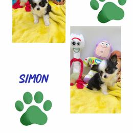 Simon - Black and white male Chihuahua puppy in Williamsburg, Virginia from PAWSitive Cheeky Chihuahuas