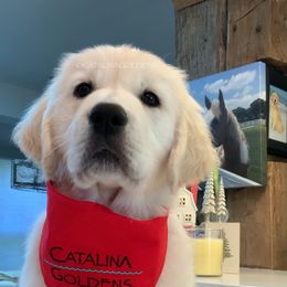 Golden Retriever Puppies from “Catalina Goldens” European Pedigree Companions