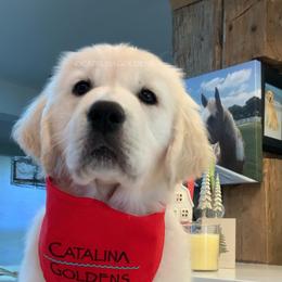 Golden Retriever Puppies from “Catalina Goldens” European Pedigree Companions