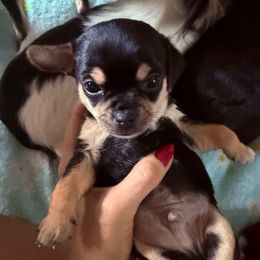 AKC BOY 2 - Black and tan male Chihuahua puppy in Anoka, Minnesota from Anoka County MN AKC Chihuahuas
