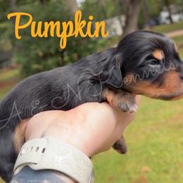 Pumpkin - Black and tan female Dachshund puppy in Brandon, Mississippi from A & N Kennel’s Mini Dachshunds