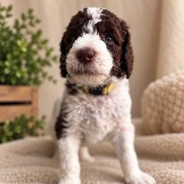 Yellow - Parti male Labradoodle puppy in Ellenwood, Georgia from Four Paws Down